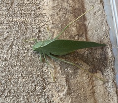 Microcentrum rhombifolium