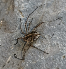 Mitopus