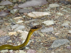 Dendrophidion clarkii