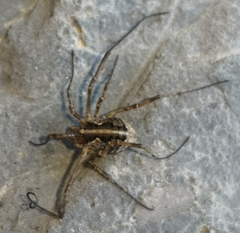Mitopus