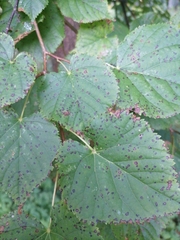 Paracercosporidium microsorum