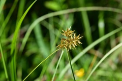 Cyperus manimae