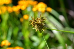Cyperus manimae