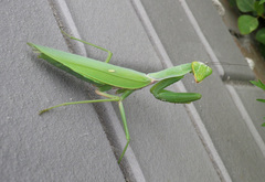 Hierodula transcaucasica