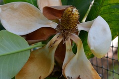 Magnolia sharpii