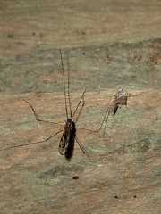 Diptera