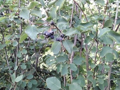 Amelanchier ovalis