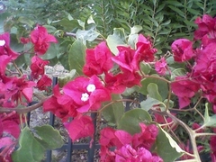 Bougainvillea glabra