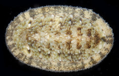 Ischnochiton comptus