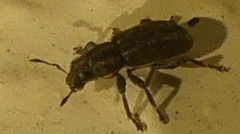 Sitona lepidus