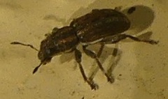 Sitona lepidus