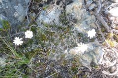 Celmisia laricifolia