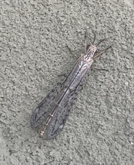 Scotoleon longipalpis