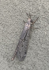 Scotoleon longipalpis