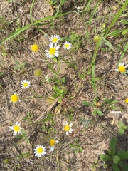 Astranthium ciliatum