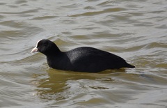 Fulica atra
