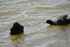 Fulica atra