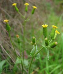 Senecio lividus