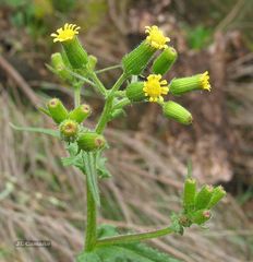 Senecio lividus