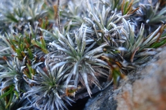 Celmisia laricifolia
