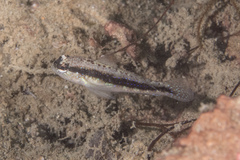 Asterropteryx striata