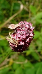 Coreus marginatus