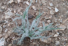 Scleropogoninae