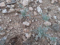 Scleropogoninae