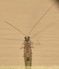 Eremochrysa punctinervis