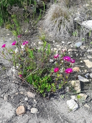 Lampranthus coralliflorus
