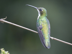 Anthracothorax nigricollis