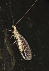 Eremochrysa punctinervis