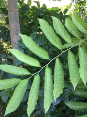 Cananga