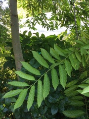 Cananga