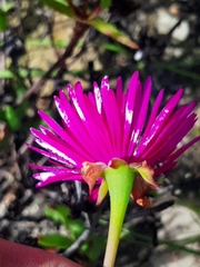 Lampranthus coralliflorus