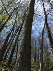 Tilia americana heterophylla