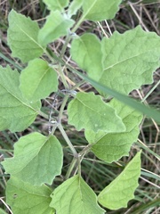 Physalis mollis mollis