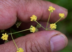Donnellsmithia juncea