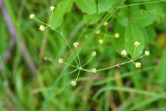 Donnellsmithia juncea