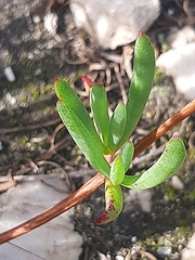 Lampranthus coralliflorus