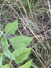 Physalis mollis mollis