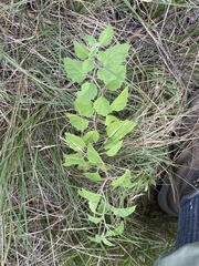 Physalis mollis mollis