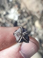 Lampranthus coralliflorus