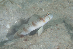 Amblyeleotris masuii