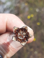 Lampranthus coralliflorus