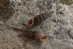 Alinda biplicata