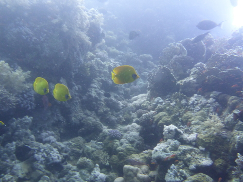 Masked Butterflyfish — seen at this dive site