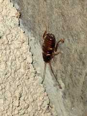 Blattodea