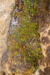 Notogrammitis crassior