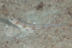 Amblyeleotris masuii